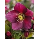 CIEMIERNIK Pretty Ellen Red - sadzonki 10 / 15 cm